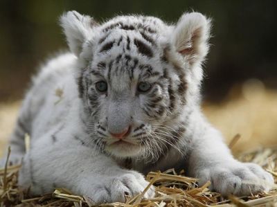SIBERIAN TIGER CUBS FOR SALE