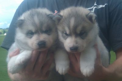 Cute Siberian Husky Puppies For Free Adoption