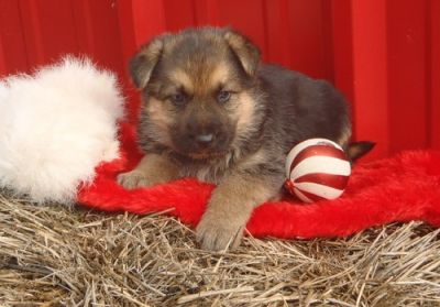 Enjoyable and lovely German Shepherd Dog puppies  are now available for good homes.