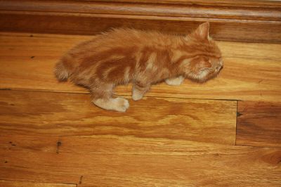 Pure Breed Manx Kittens Ginger Male and Tabby Female Rumpy Risers