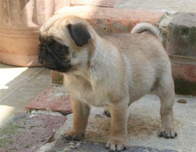 trained Charming pug puppies for sale