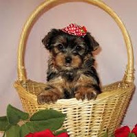 Lovely male and female Yorkie puppies for adoption.