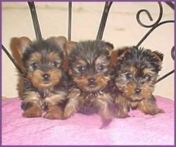 Adorable teacup yorkie puppies for adoption