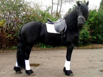 dorabel fresian horse for any lovely family