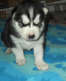 Cute and friendly siberian husky pupps for sale