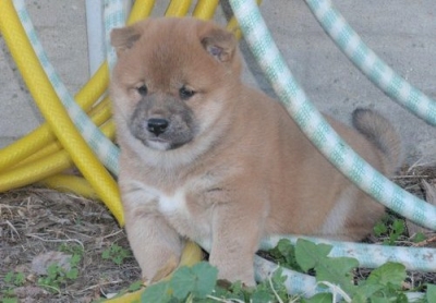 handsome male shiba inu puppfor adoption