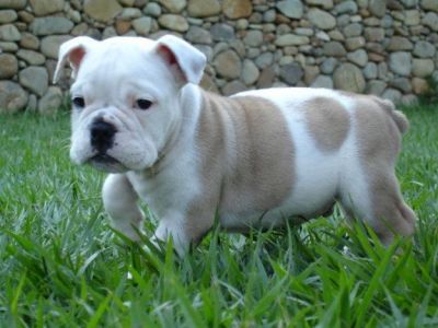 Very cute and adorable english bulldog pups for sale