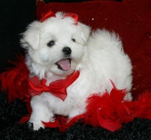 Cute Maltese male and female puppies for free