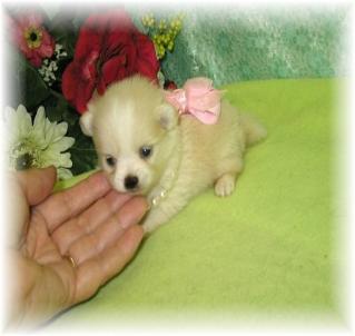 pomeranian puppies  for sale