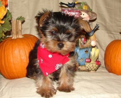 cute and adorable teacup yorkie puppies available