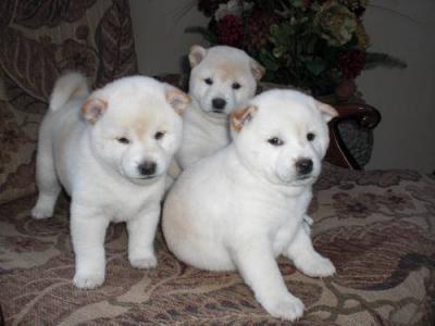 X-mas Akita Puppies For Gift To Your Love Ones