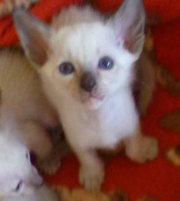 Siamese Kittens Bred By Oramor