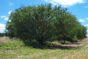 Tree lucerne seed - Approximately 100 seeds - $7.50