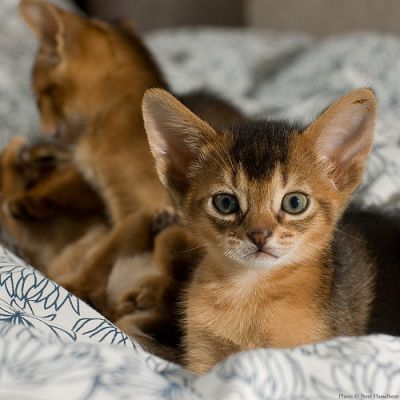 Adorable Adorable Abyssinian Kittens Available Now For Sale