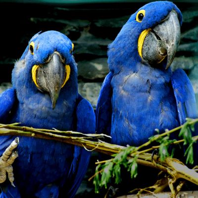 Free Pair Of Hyacinth Macaw Parrots For Free