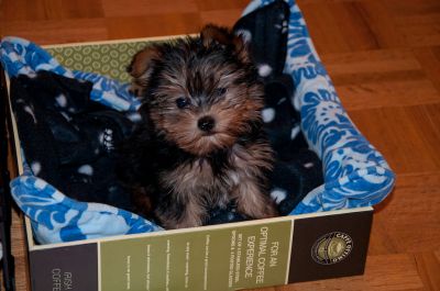 adorable cute 13weeks old teacup yorkie