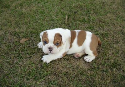Gorgeous English Bulldog Puppies for Adoption