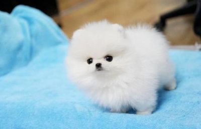 pomeranian puppies ready for a new home