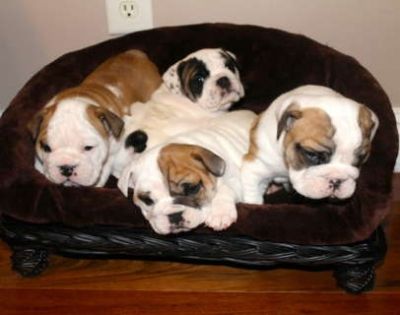 Stunning Show Potential Nobozz English Bulldog Puppies!