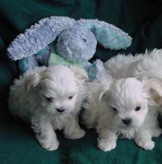  Teacup Maltese Puppies For Sale