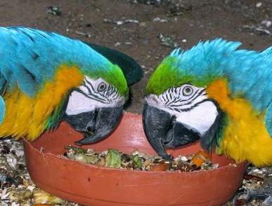 Talkative Pair Of Blue & Gold Macaw Parrots Avalable.