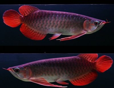 Top Quality super red arowanas fish and many others fish for sale