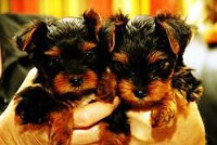  Extremely cute teacup yorkie puppies for free adoption