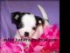 CUTE TEACUP CHIHUAHUA PUPPIES FOR ADOPTION
