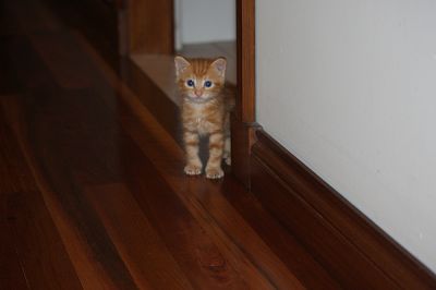 Pure Breed Manx Kittens Ginger Male and Tabby Female Rumpy Risers