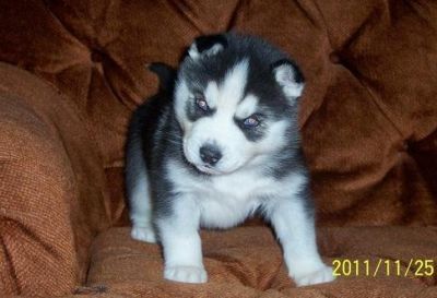Beautiful Siberian Husky Puppies for adoption