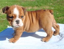 WELL TRAINED ENGLISH BULLDOG PUPPIES READY FOR NEW HOME SIMPLY JUST A GIFT