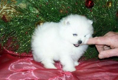 AKC registered Pomeranian Puppies for free.