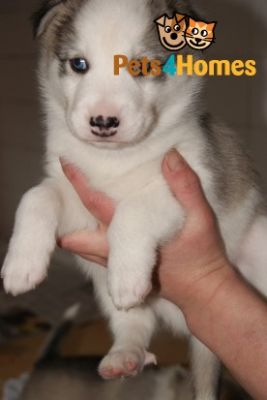 Siberian Husky Puppies