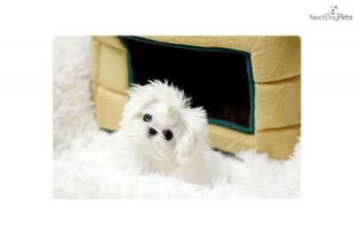 Silo is an amazingly cute Teacup Maltese damsel