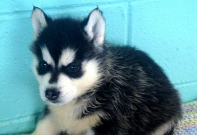 Blue Eyes Siberian Husky Puppies.