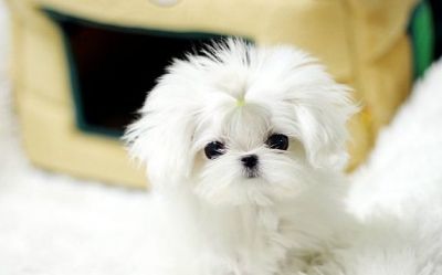 Silo is an amazingly cute Teacup Maltese damsel