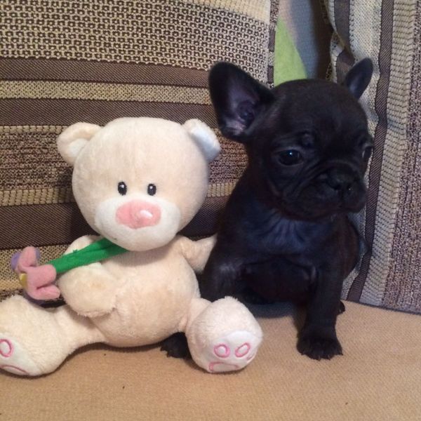 A pair of French bulldog puppies for adoption