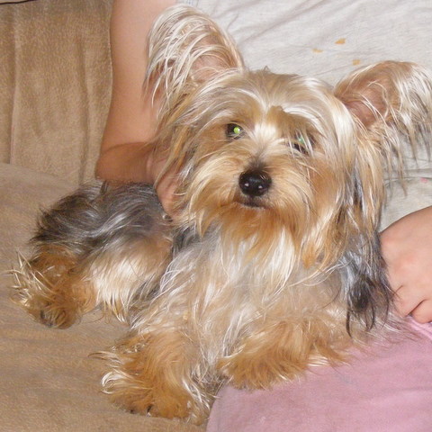 Yorkie Male