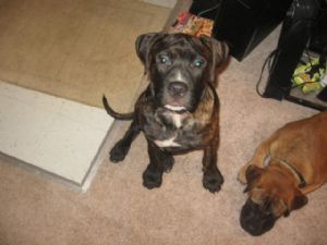 Bullmastiff for Sale