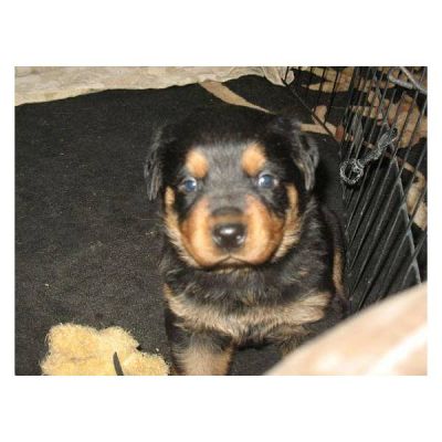  Rottweiler  Puppies are ready Now
