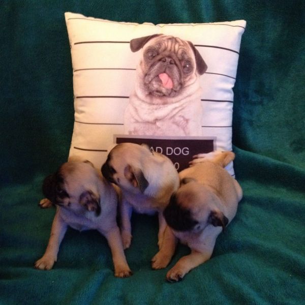 Adorable Male and Female Pug Puppies Available 