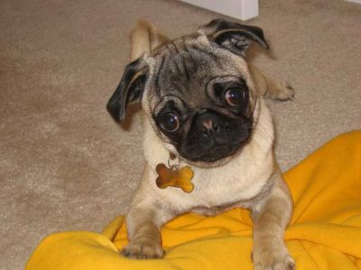 Lovely Pug Puppies for Sale
