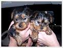 Gorgeous Xmass tea cup Yorkie puppies remaining for free adoption, Male and Female