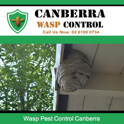 Canberra Wasp Control