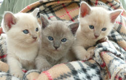 Burmese kittens Available