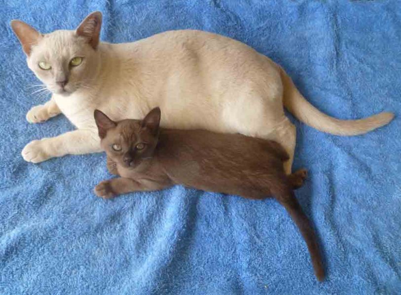 Burmese lilac female adult For Sale