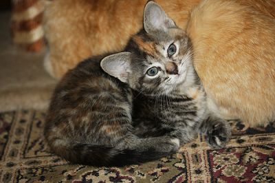 Manx Kitten 8 weeks old Ginger/grey/Tabby Wormed/kitty litter trained