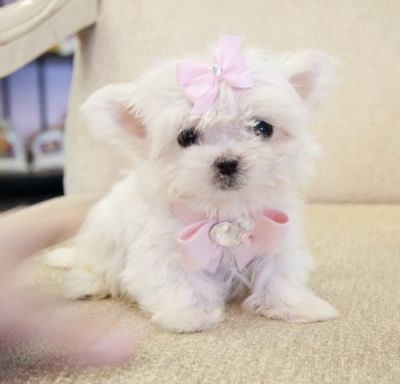   Teacup Maltese Puppies for sale.