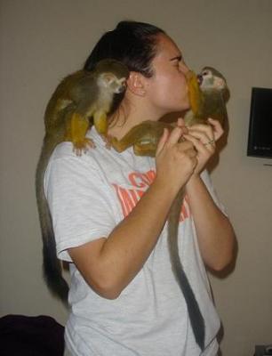 Adorable female and male baby squirrel monkey to give them out for adoption