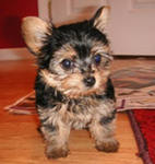  Cute Yorkie Puppies for free   adoption